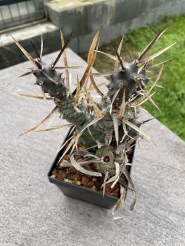 Tephrocactus papyracanthus